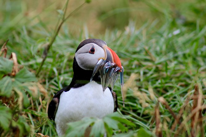 Two-In-One: Whale & Puffin Watching Tours from Reykjavik - Boat size and crowding: who will feel comfortable and who might not