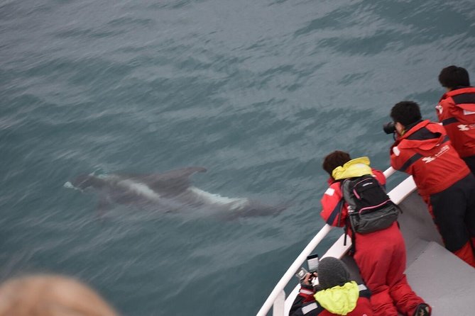 Two-In-One: Whale & Puffin Watching Tours from Reykjavik - Price and value: what $140 covers (and why it can be a smart risk)