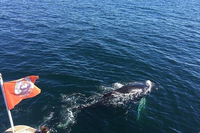 Whale Watching And Fly Over Iceland Guided Tour - Price and Value: Why This Combo Can Be a Good Use of Your Time