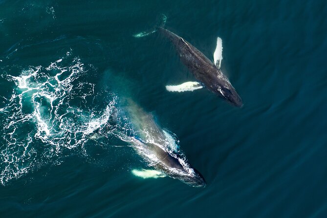 Whale Watching and Golden Circle Tour from Reykjavik - Price and Value: What $211 Covers (and What It Does Not)