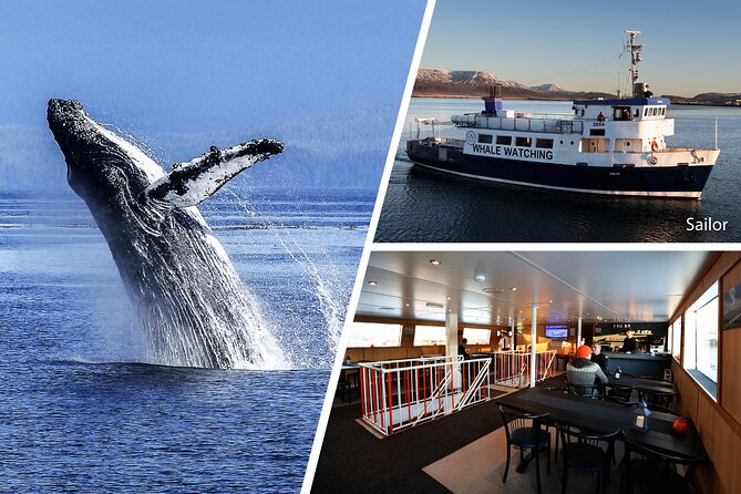 Whale Watching and Marine Life Tour in Reykjavik - Harpa, Faxafloi Bay sights, and the island loop you will remember