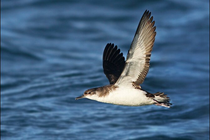 Whale Watching and Marine Life Tour in Reykjavik - Onboard Wi-Fi and how to use it without losing the moment