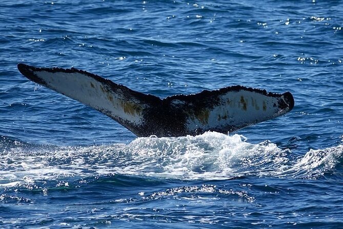 Whale Watching and Marine Life Tour in Reykjavik - Price, group size, and comfort on a 3-hour outing