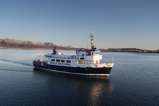 Whale Watching and Marine Life Tour in Reykjavik - What you might see off Reykjavik: whales, dolphins, porpoises, and more