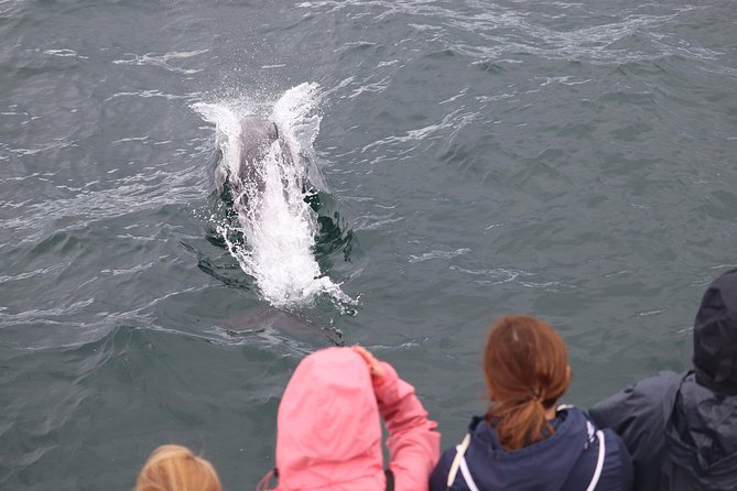 Whale Watching and Northern Lights Half-Day Combo Tour - Whale Watching and Northern Lights in Reykjavik, the practical version