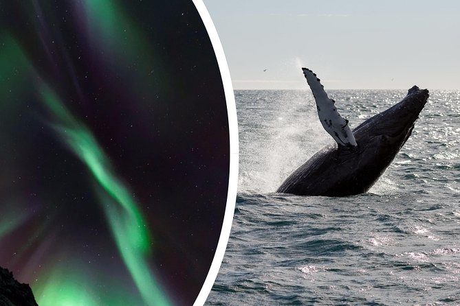 Whale Watching and Northern Lights Half-Day Combo Tour - The mid-day break on shore, how to plan dinner around the switch