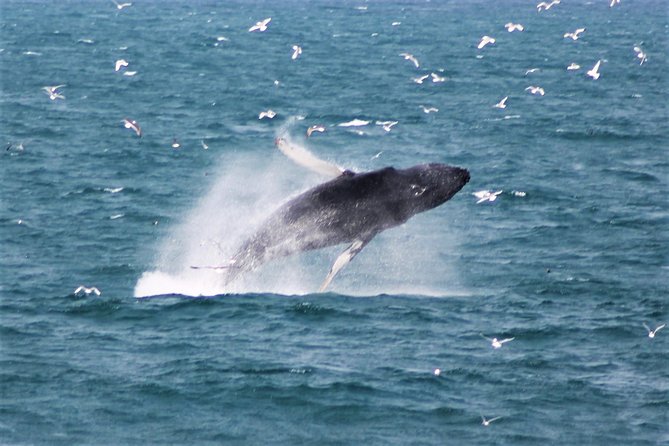 Whale Watching and Northern Lights Half-Day Combo Tour - Northern Lights part 2, spotting aurora with help and a flexible outcome
