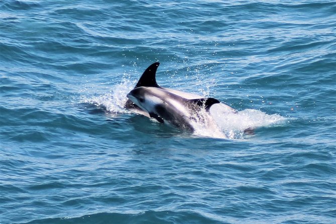 Whale Watching and Northern Lights Half-Day Combo Tour - Price and value check, what $176 really buys you