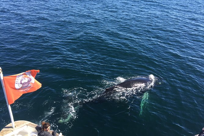 Whale Watching and Northern Lights Half-Day Combo Tour - The boat part 1, what you’re really paying for on the whale watching leg