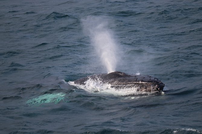 Whale-Watching Boat Tour with Expert Guide from Reykjavik - Key things I’d mark on your mental map