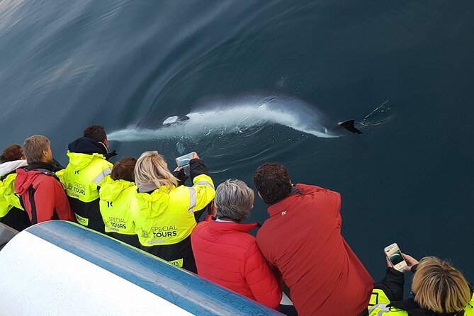 Whale-Watching Boat Tour with Expert Guide from Reykjavik - Choosing your deck spot and handling the sound and sightline reality