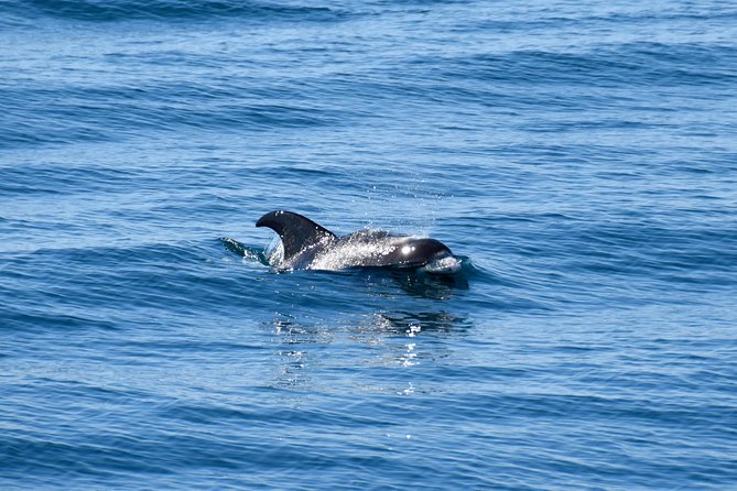 Whale-Watching Boat Tour with Expert Guide from Reykjavik - Prices and value: what you get for $86.51, and why it can still feel fair