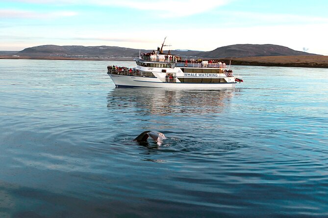 Whale-Watching Boat Tour with Expert Guide from Reykjavik - Who this whale cruise is best for, and who might want a different plan