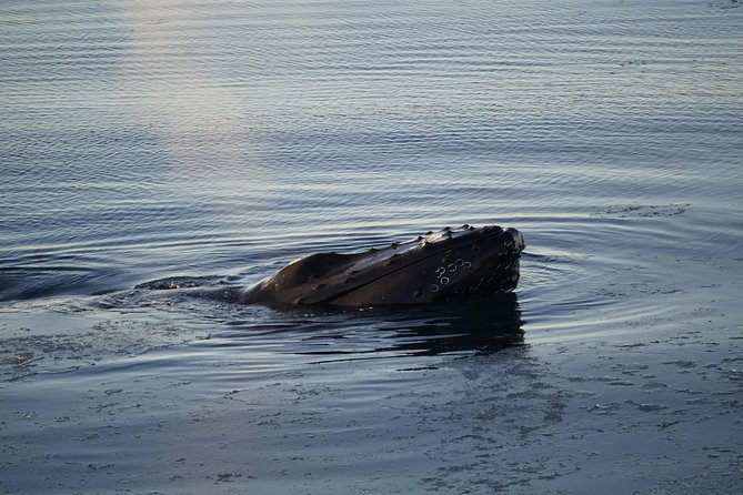 Whale-Watching Boat Tour with Expert Guide from Reykjavik - Should you book this Reykjavik whale-watching tour?