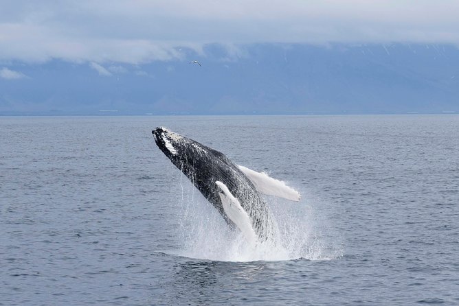 Whale-Watching Boat Tour with Expert Guide from Reykjavik - Thermal overalls and indoor warmth, Iceland weather plan A and plan B