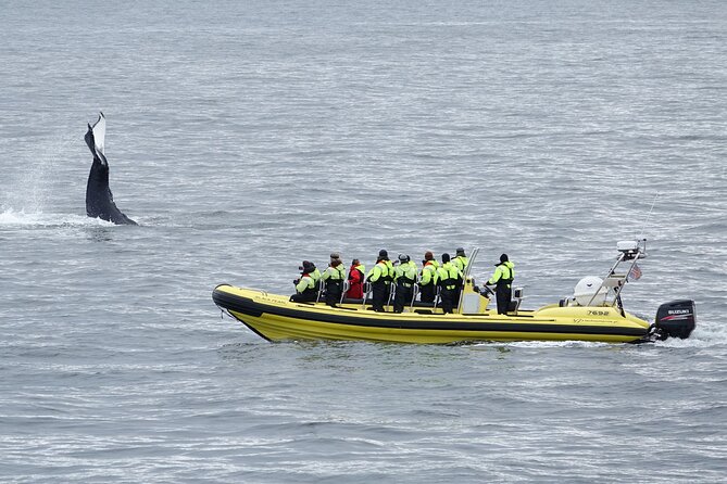Whale Watching by RIB Speedboat from Downtown Reykjavik - The Harpa and Bay Views Make the Trip Feel Like More Than Wildlife