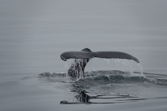 Whale Watching by RIB Speedboat from Downtown Reykjavik - Who This Tour Fits Best (And Who Might Want Another Option)