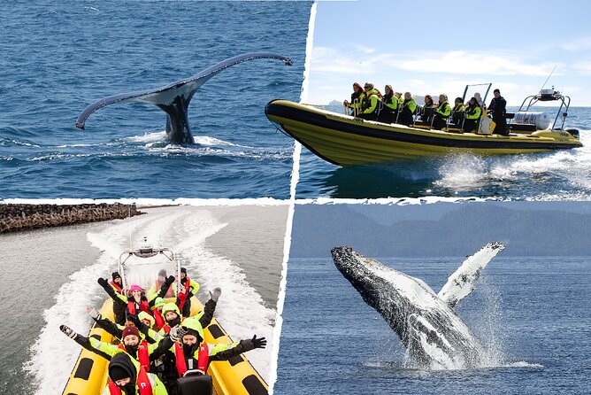 Whale Watching by RIB Speedboat from Downtown Reykjavik - Faxafloi Bay: Where Your Wildlife Odds Actually Get Better