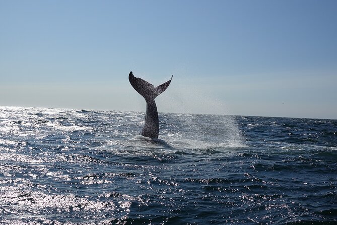 Whale Watching Cruise on a Yacht in Reykjavik - Reykjavik Whale Watching on a Yacht: What the 3-Hour Cruise Really Gives You