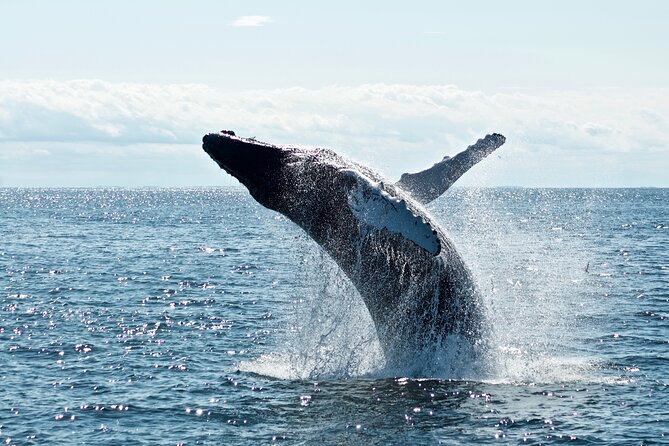 Whale Watching Cruise on a Yacht in Reykjavik - Harpa From the Water: Iceland’s Basalt Glass, Reykjavik’s Signature Shape