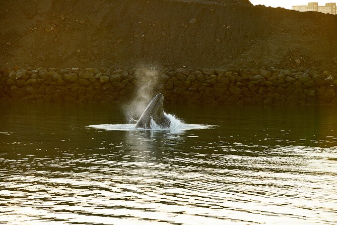 Whale Watching Cruise on a Yacht in Reykjavik - What You Might See: Minke, Humpbacks, Dolphins, Porpoises, and the Orca Possibility