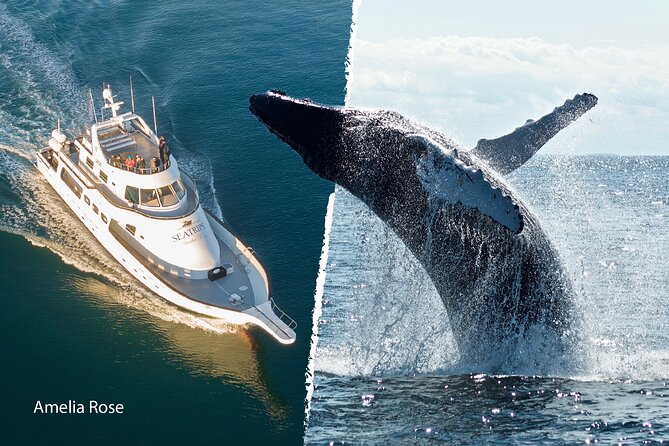 Whale Watching Cruise on a Yacht in Reykjavik - The Onboard Experience: Comfort, Warmth, and the Stuff You Actually Need