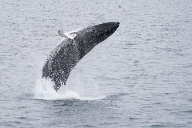 Whale Watching Cruise on a Yacht in Reykjavik - The Free Return Cruise If No Whales Show Up