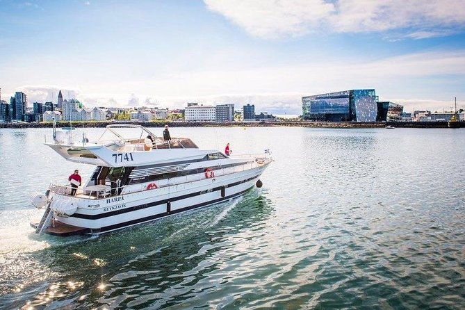 Whale Watching & Dolphin Yacht Cruise - Key Highlights You’ll Actually Care About