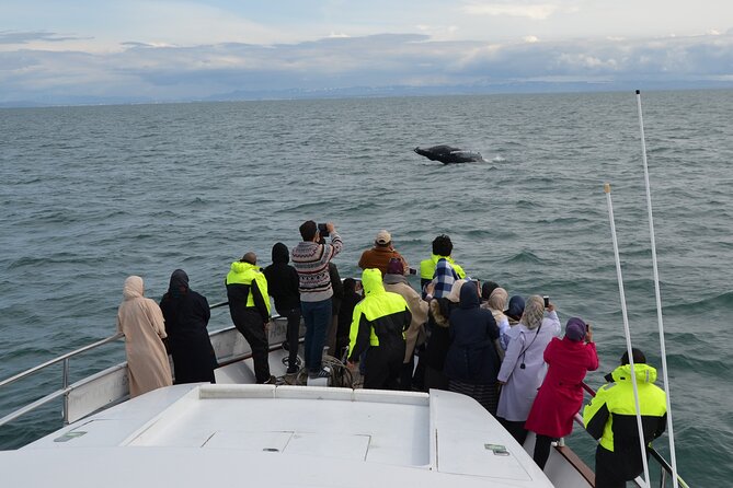 Whale Watching & Dolphin Yacht Cruise - From Old Harbor House to Faxafloi Bay: How the Timing Works