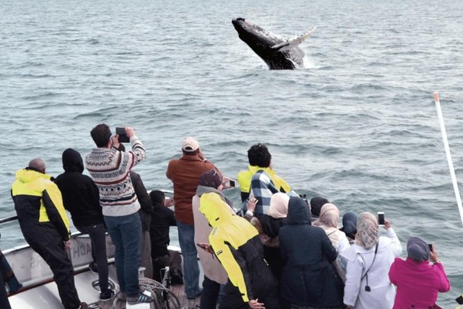 Whale Watching & Dolphin Yacht Cruise - What You’ll See: Whales, Dolphins, and Puffins (Depending on Season)