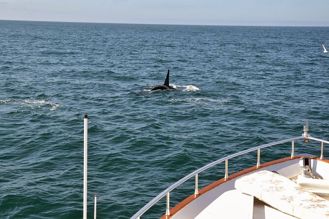 Whale Watching & Dolphin Yacht Cruise - How the Crew Searches: The Art of Staying on the Right Side of Chance