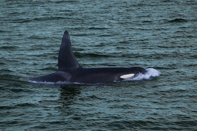 Whale Watching & Dolphin Yacht Cruise - Wildlife Guarantees and Weather Reality: The Two Ways This Tour Covers You