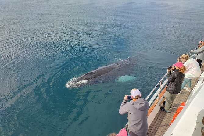Whale Watching & Dolphin Yacht Cruise - Price and Value: Is $108.61 Worth a Half-Day at Sea?