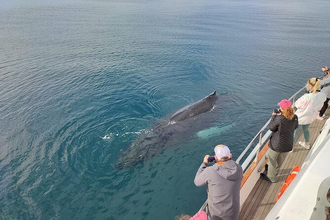 Whale Watching & Dolphin Yacht Cruise - Group Size, Yacht Changes, and What That Means for Your Experience