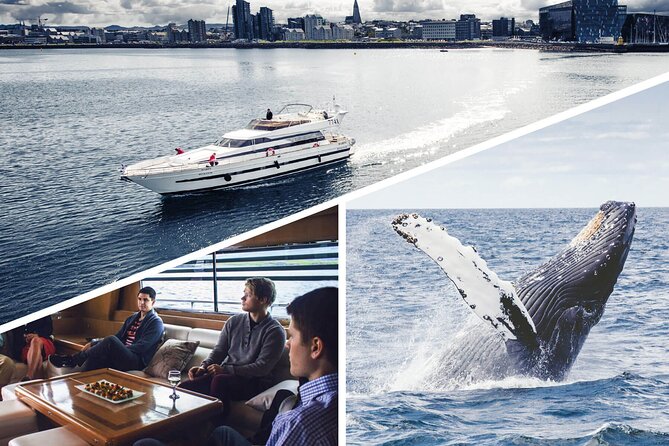 Whale Watching & Dolphin Yacht Cruise - Your Yacht and Viewing Strategy: Deck Space Meets Iceland Cold