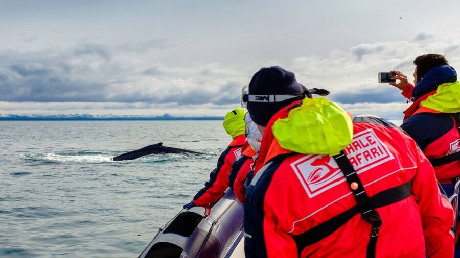 Whale Watching in Reykjavik by Speedboat - Key things that make this whale safari work