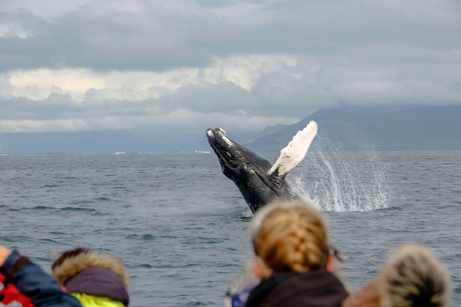 Whale Watching in Reykjavik by Speedboat - If you do not see whales: the complimentary ride detail that matters