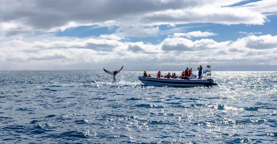Whale Watching in Reykjavik by Speedboat - The wildlife search: how you maximize sightings around Reykjavik