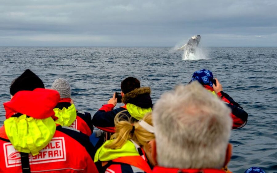 Whale Watching in Reykjavik by Speedboat - Puffins May to August: the breeding grounds stop