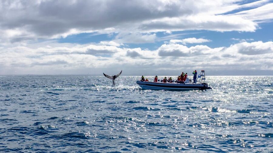 Whale Watching in Reykjavik by Speedboat - Reykjavik from the water: Sun Voyager and Harpa on the return
