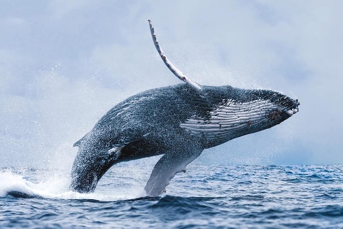 Whale Watching Tour with Professional Guide from Reykjavik - Starting at Geirsgata 11, Old Harbour: The Easy Launch