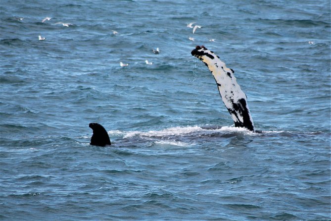 Whale Watching Tour with Professional Guide from Reykjavik - Species You Can Expect: Humpbacks, Minke Whales, Dolphins, and More
