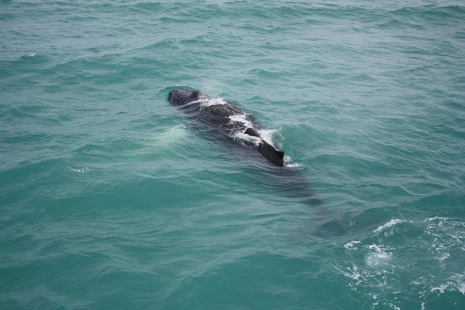 Whale Watching Tour with Professional Guide from Reykjavik - Harpa, Mount Esja, and Snæfellsnes on Clear Days