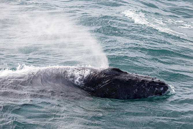 Whale Watching Tour with Professional Guide from Reykjavik - On Board Extras: Overalls, WiFi, Hot Drinks, and Motion Support