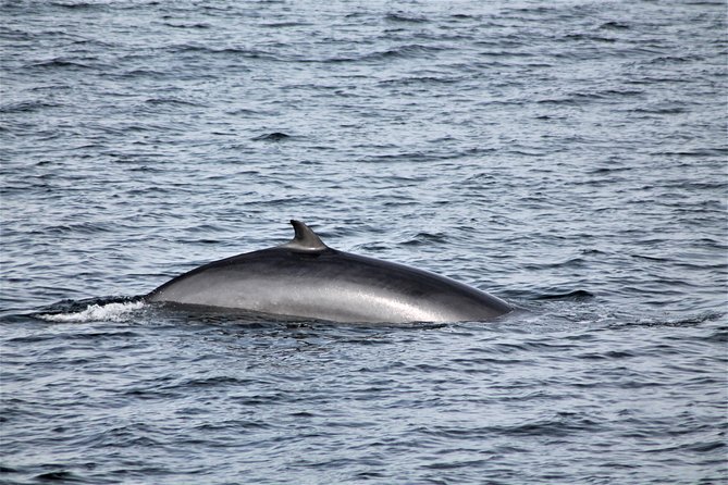 Whale Watching Tour with Professional Guide from Reykjavik - Weather, Sea State, and Photo Expectations