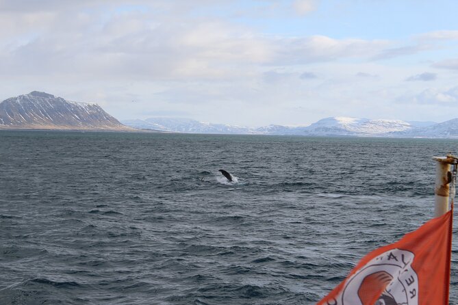 Whale Wonders Morning Expedition from Reykjavík - Key Things to Know Before You Go