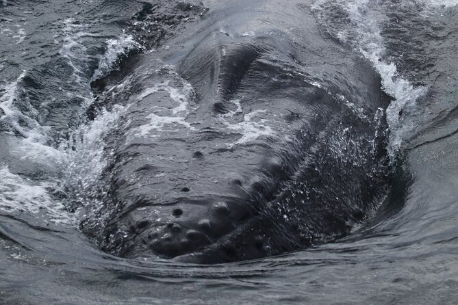 Whale Wonders Morning Expedition from Reykjavík - Whale Wonders Morning Expedition in Reykjavik: the vibe and the timing