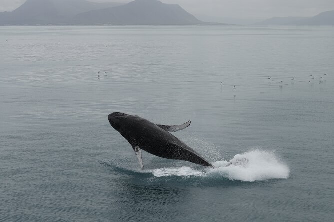 Whale Wonders Morning Expedition from Reykjavík - What Faxafloi Bay search is really like