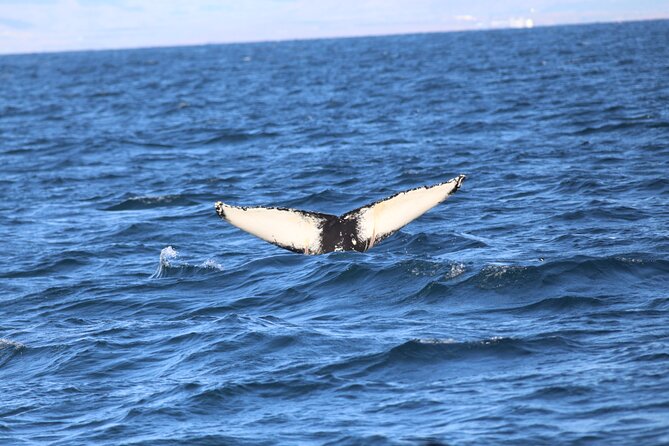 Whale Wonders Morning Expedition from Reykjavík - If you do not see whales: the free return plan
