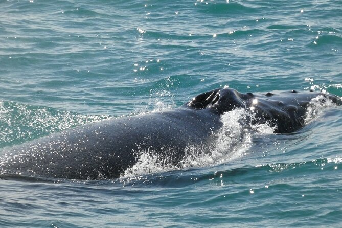 Whale Wonders Morning Expedition from Reykjavík - Price and value: what $97 buys you in Reykjavik terms